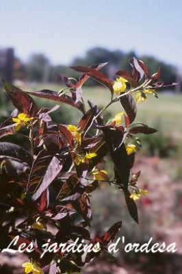 Lysimachia ciliata firecracker